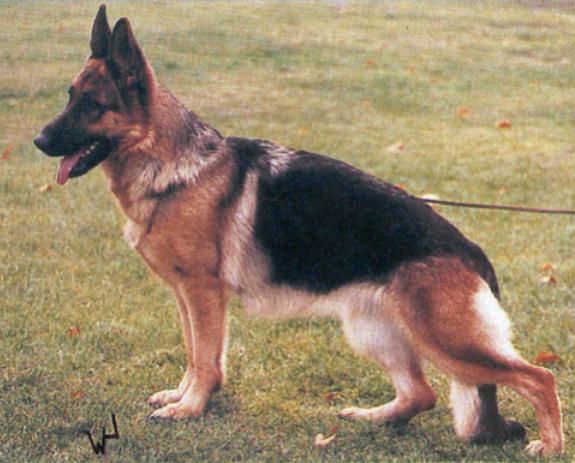 Melinda vom Fiemereck | German Shepherd Dog 