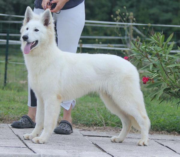 Great Winner du Bois des Ternes | White Swiss Shepherd Dog 