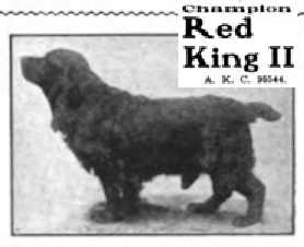 Red King II (095544) | American Cocker Spaniel 