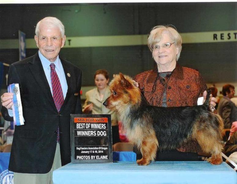 Benayr O Henry | Australian Terrier 