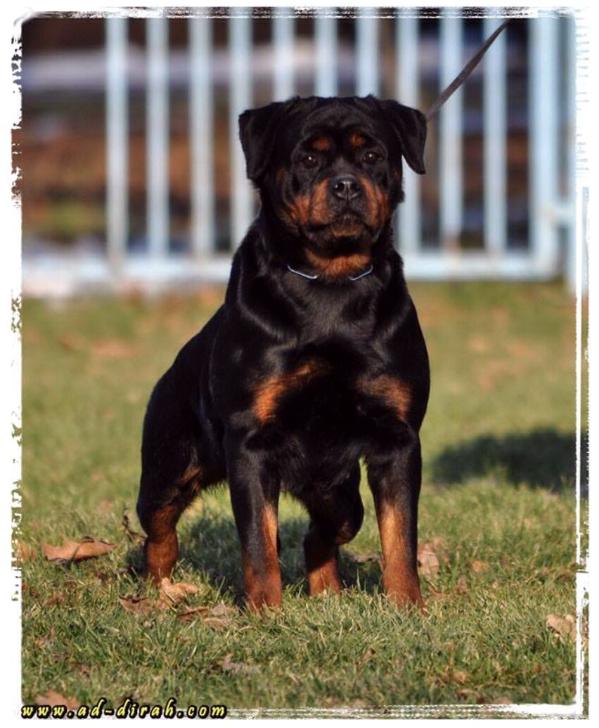 Ad-Dirah zoya | Rottweiler 