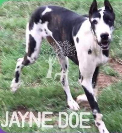 WVGD And Windy Knoll's Jayne Doe | Great Dane 