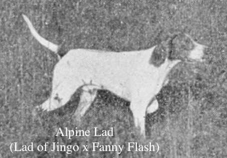 Alpine Lad (Lad of Jingo x Fanny Flash) | Pointer 