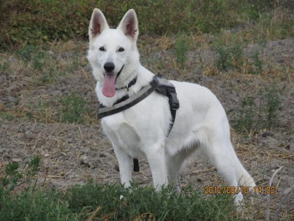 White Lupus Silicis Akela (Kennel vom Mozers Schafer) | White Swiss Shepherd Dog 