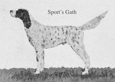 Sport's Gath (Marie's Sport x Mark's Fleet | English Setter 