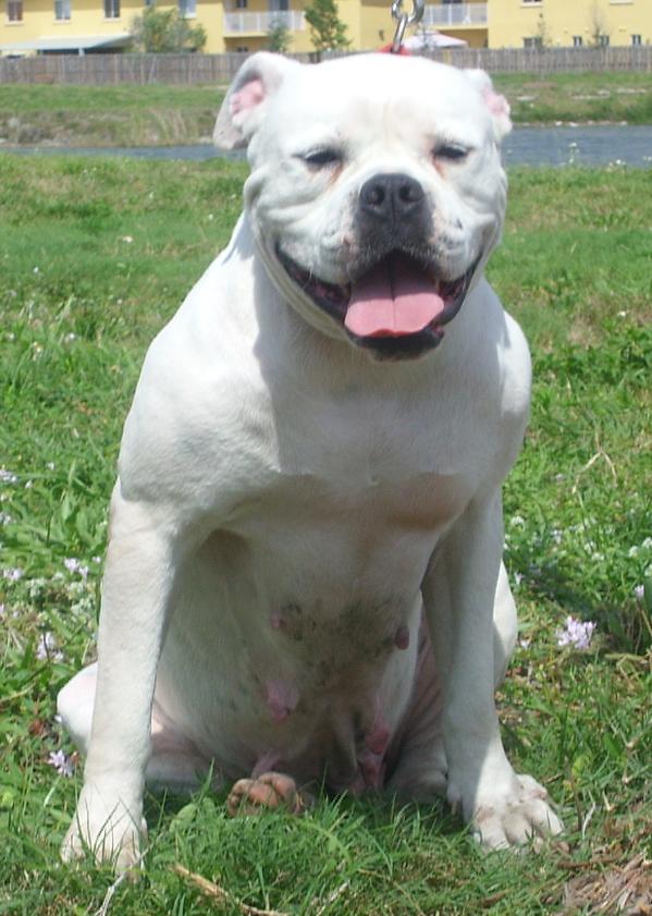 GCK's Adrian | American Bulldog 