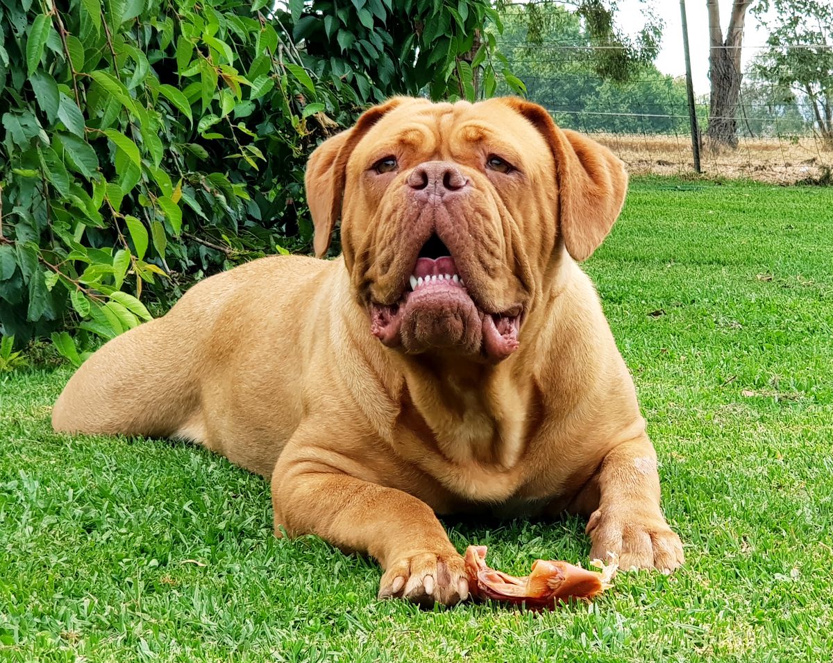 Deauxrogue Mercury Rising | Dogue de Bordeaux 