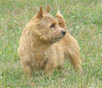 Maralinga Johnny Be Good | Norwich Terrier 