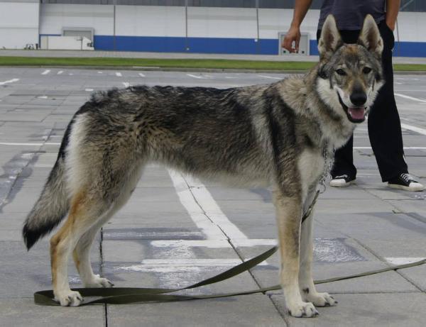 Epoha viktorii betlis ventura | Czechoslovakian Wolfdog 