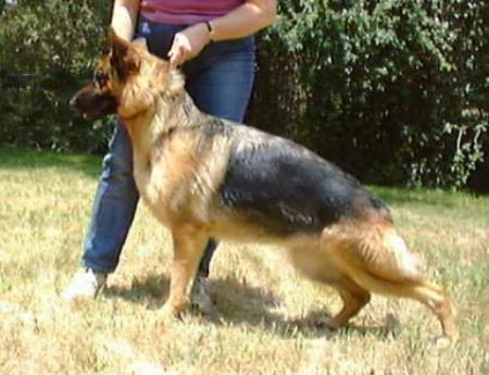 Marseille vom Grunenfeld | German Shepherd Dog 