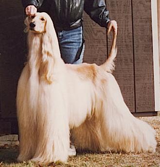 Casbar Sno Blast | Afghan Hound 