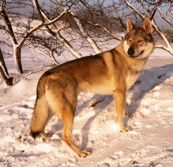 Delan van Hiemrod | Czechoslovakian Wolfdog 