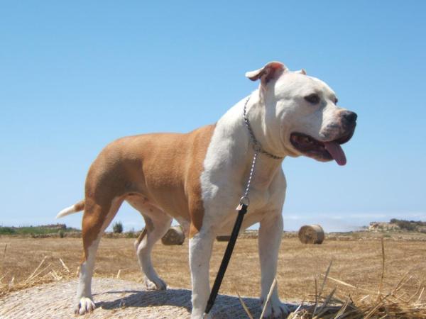 Rock baby flight staff | American Staffordshire Terrier 