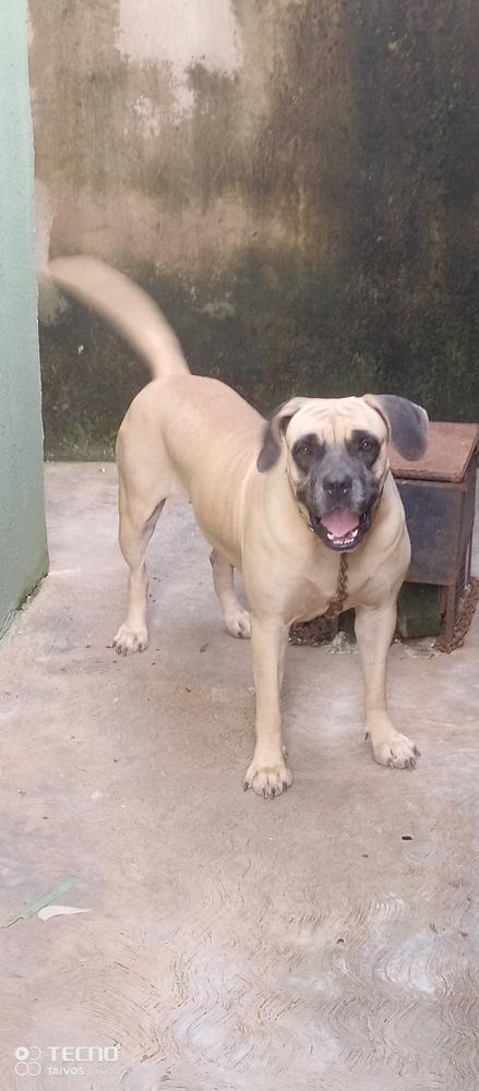 Rabbi Dkk | African Boerboel 