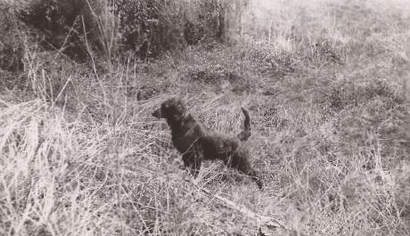 Ike Jack Kendrick | Irish Setter 