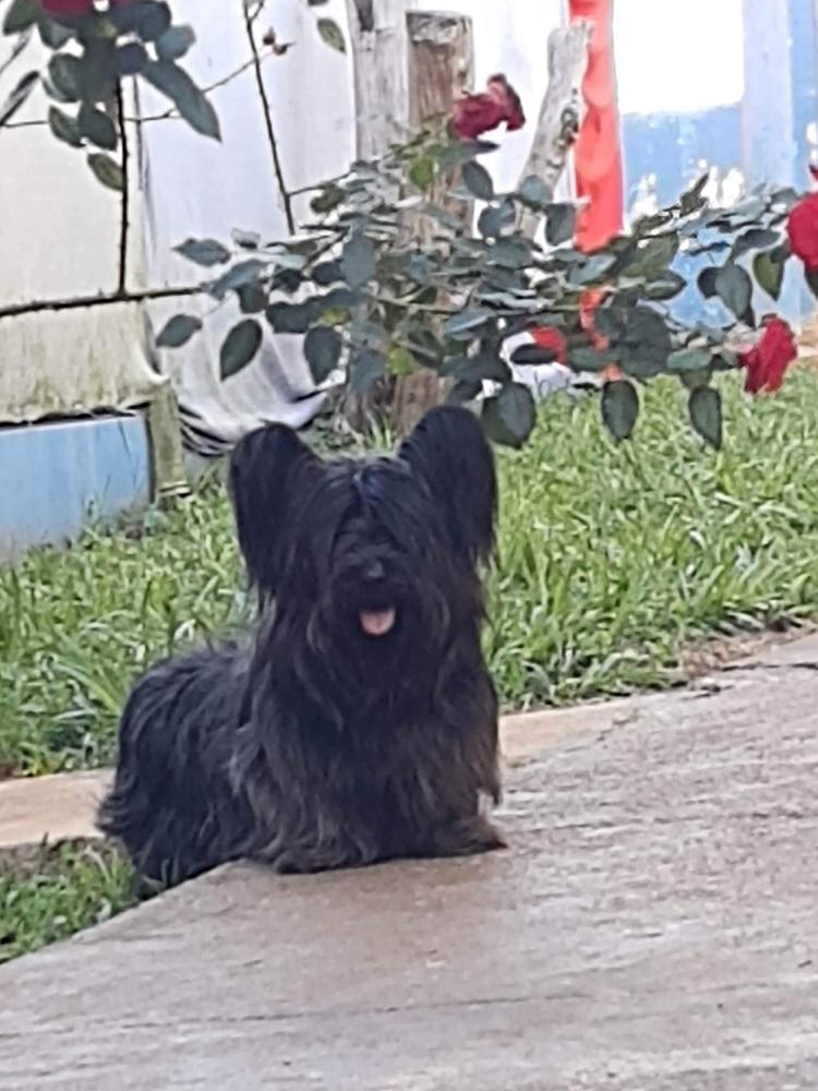 Evlampiya Iz Klana Lu | Skye Terrier 