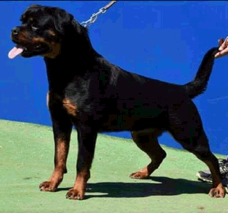 Herra Haus of Lazic | Rottweiler 