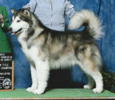 ThunderKloud's I'm No Secret | Alaskan Malamute 