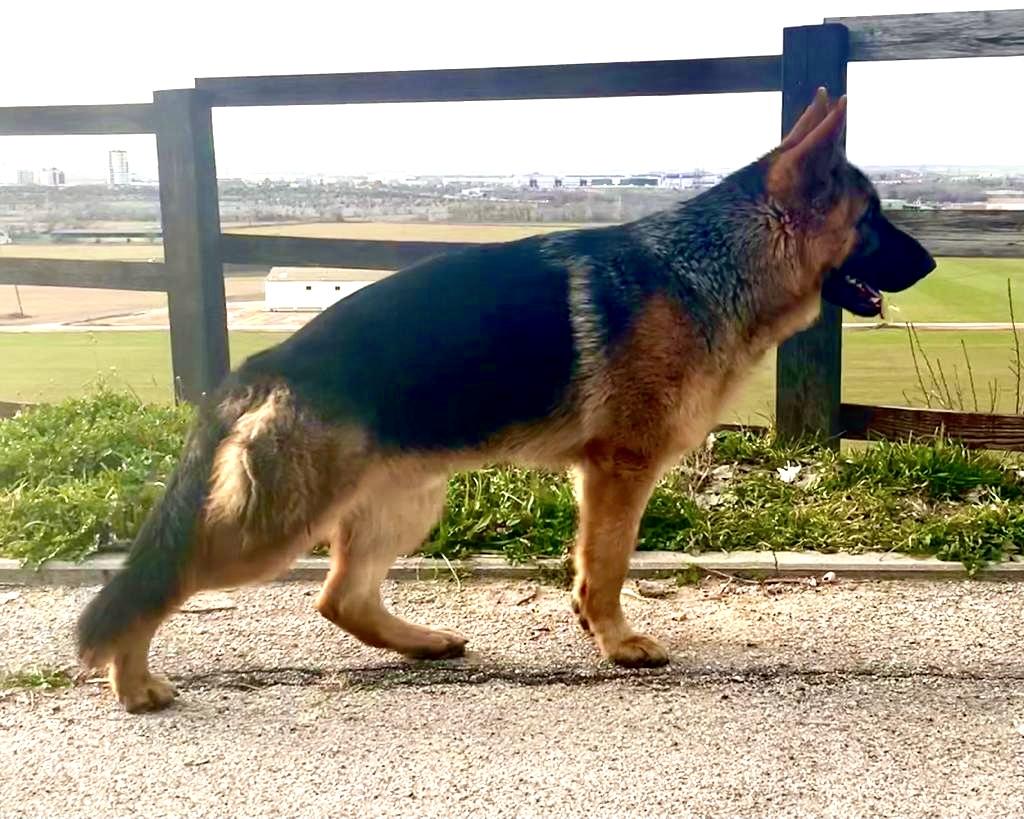 Aslan de Xuli-Can | German Shepherd Dog 