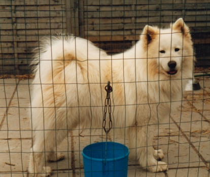 Sir Jonah of Banff | Samoyed 