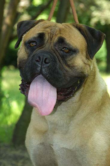 Afina | Bullmastiff 