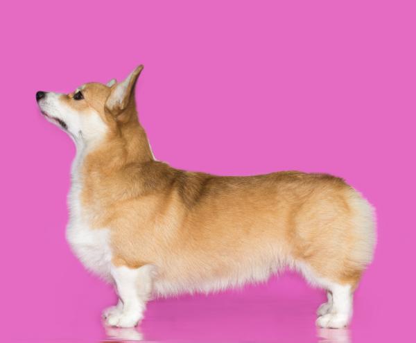 ?????? ??????? ??? | Pembroke Welsh Corgi 