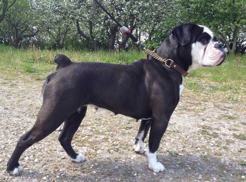 Mr Beefy's White Feet | Olde English Bulldogge 