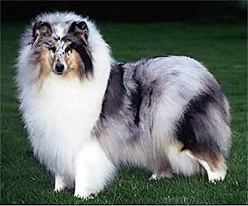 Lynaire Silver Cascade | Rough Collie 