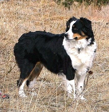 Brunskill's Sage | Australian Shepherd 
