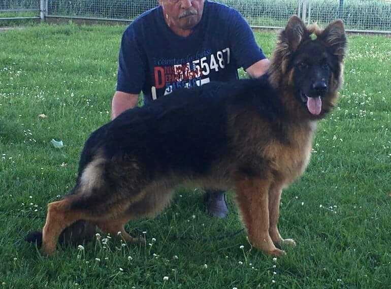 Kalina vom Patzenberg | German Shepherd Dog 