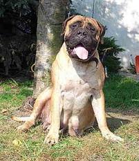 Korona Jozefa | Bullmastiff 