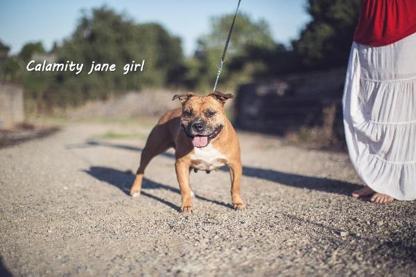 Calamity Jane Girl | American Staffordshire Terrier 