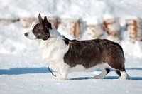 Elfborg Beata | Cardigan Welsh Corgi 