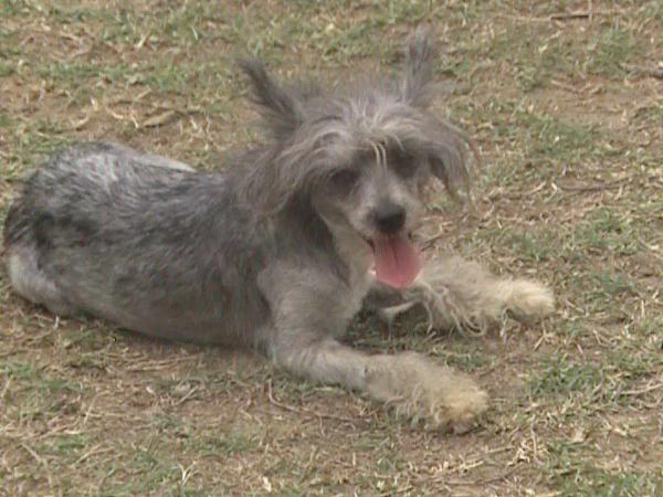 Princess Syeira | Chinese Crested 