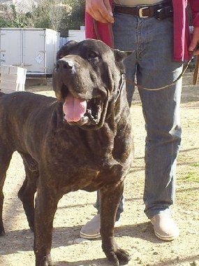 Otelo de La Casa del Presa | Perro de Presa Canario 