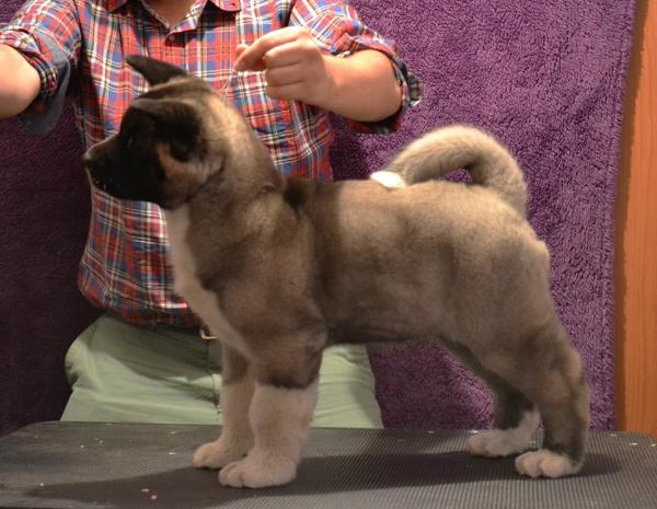 Portovina Marley | Akita 