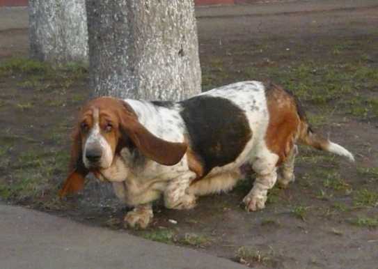 Kolletto Bianko Raychel | Basset Hound 