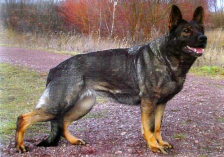 Kanta vom Königswaldereck | German Shepherd Dog 