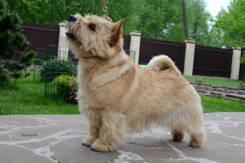 Ragus Pistols At Dawn | Norwich Terrier 