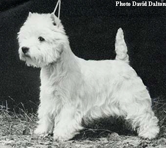 Lasara Hell Of a Girl | West Highland White Terrier 