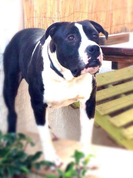 Torontoraptor | American Staffordshire Terrier 