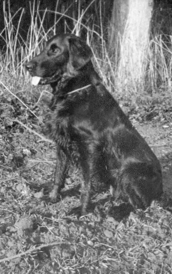 Vbos Velveteen | Flat-Coated Retriever 