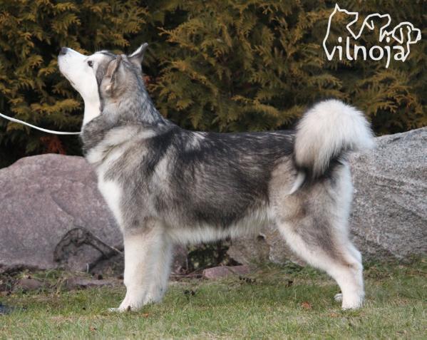 Karmen Vilnoja | Alaskan Malamute 