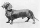 Niggel vom Lamboywald | Dachshund 