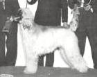 Crown Crest Vegas Ghamblr Of Belden | Afghan Hound 