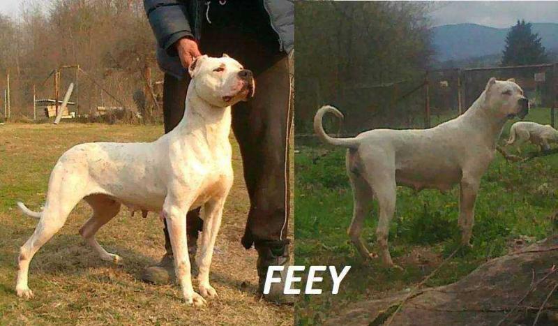 FEEY | Argentine Dogo 