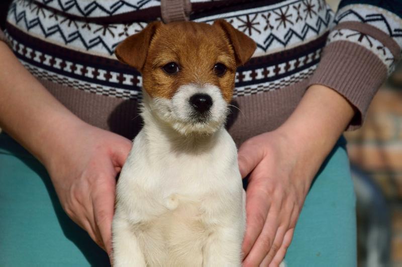 Bon Bon Soul Plains | Jack Russell Terrier 