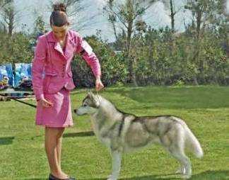 Melandar National Dream | Siberian Husky 