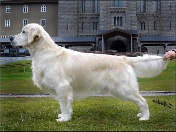 Real McCoy Of Glen Sheallag | Golden Retriever 