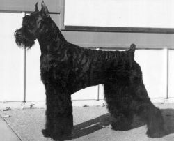 Skansen's Donald Trump | Giant Schnauzer 